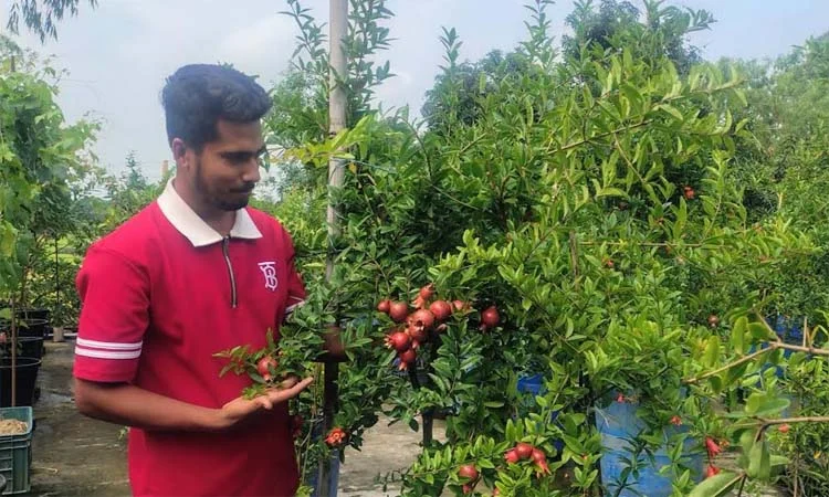 ছাদে আনার চাষে সফল উদ্যোক্তা বাসাইলের আলামিন
