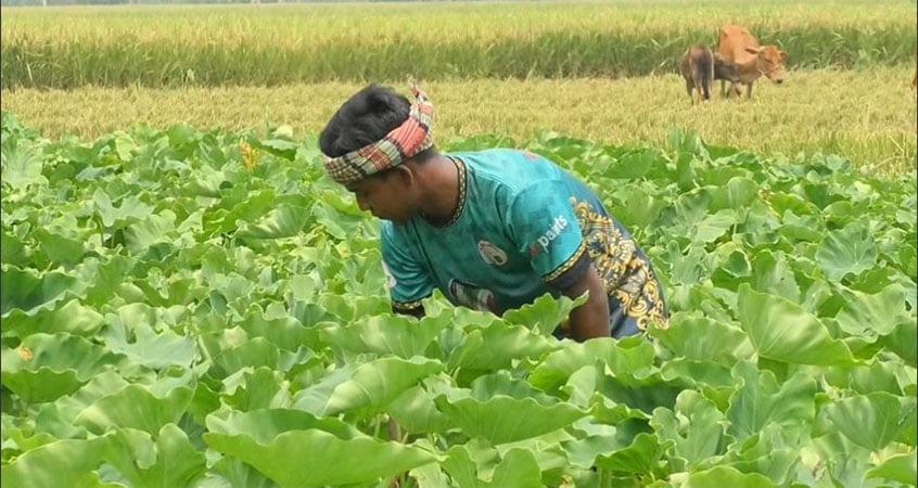 রংপুরে চাহিদার তুলনায় ৪ গুণ শাক-সবজি উৎপাদন