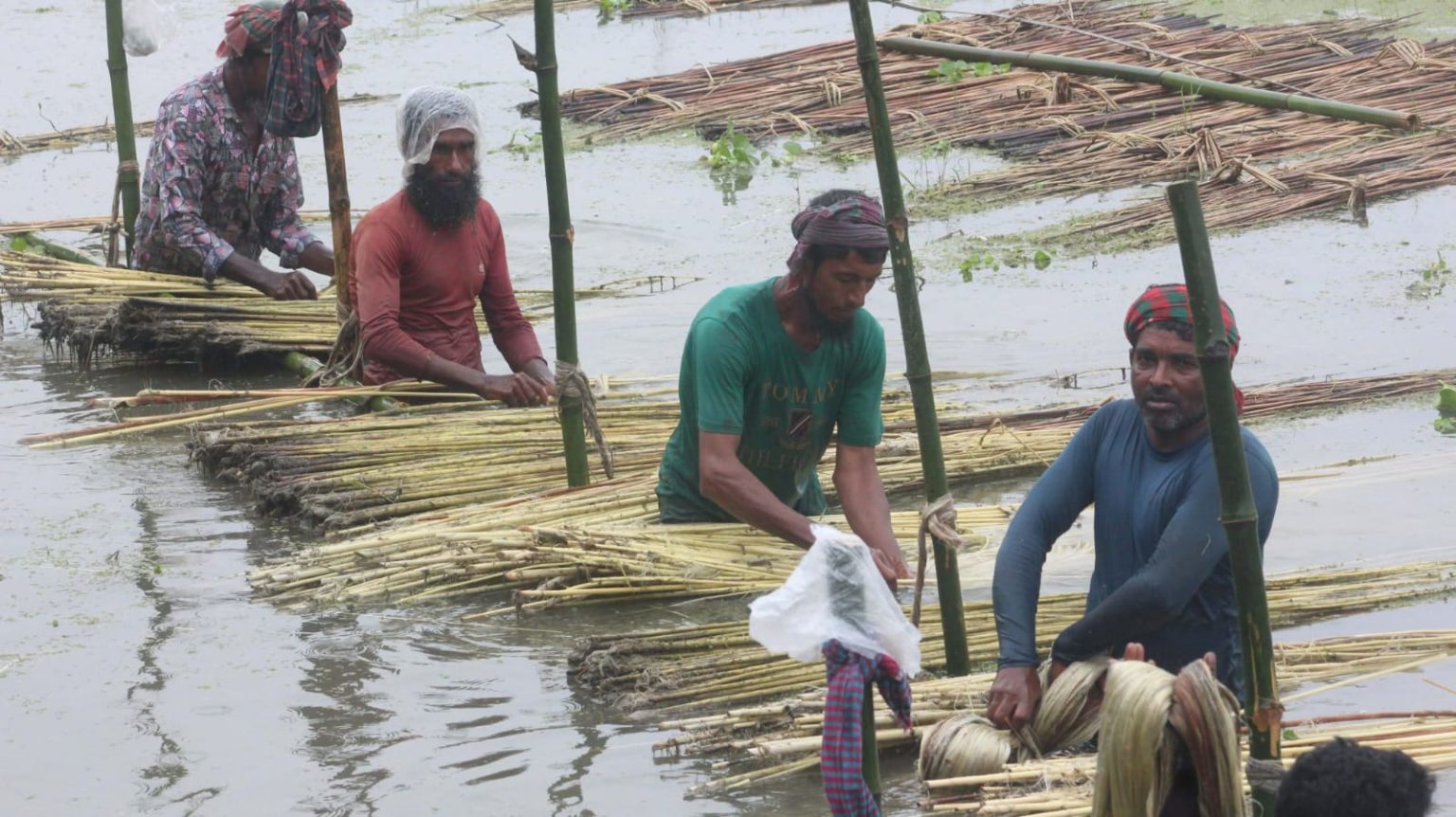 বকশীগঞ্জে পাট চাষে লাভের আশা দেখছেন কৃষকরা